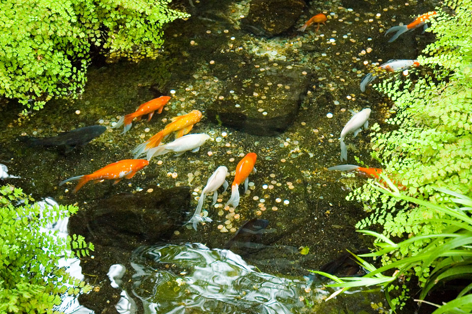 Fishies At The Gaylord Opryland Resort