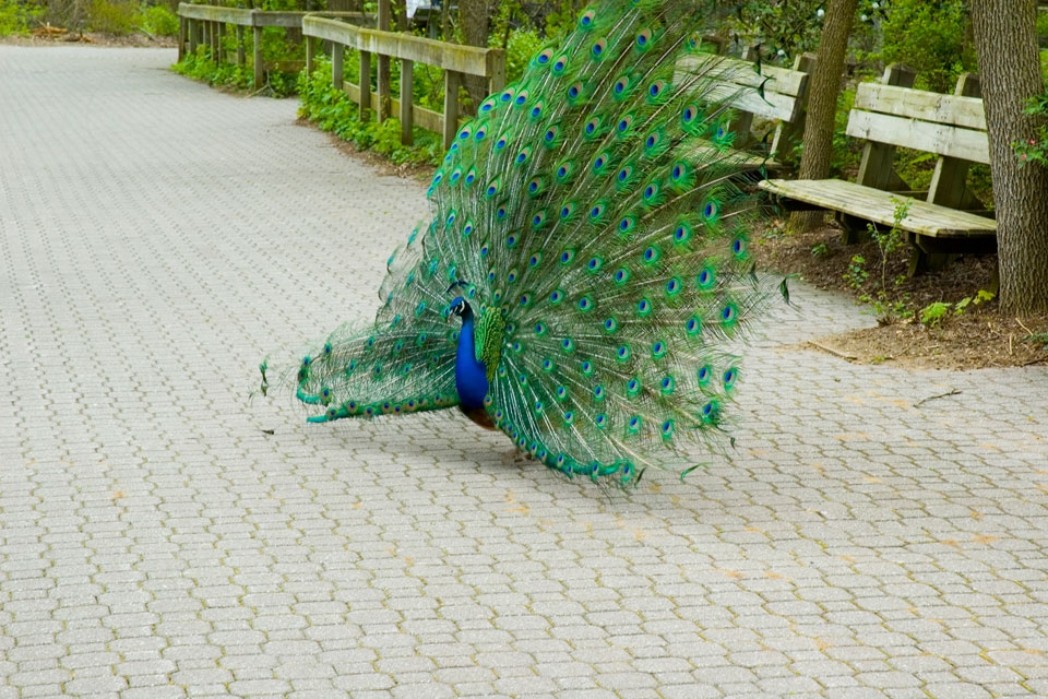 Binder Park Peacock