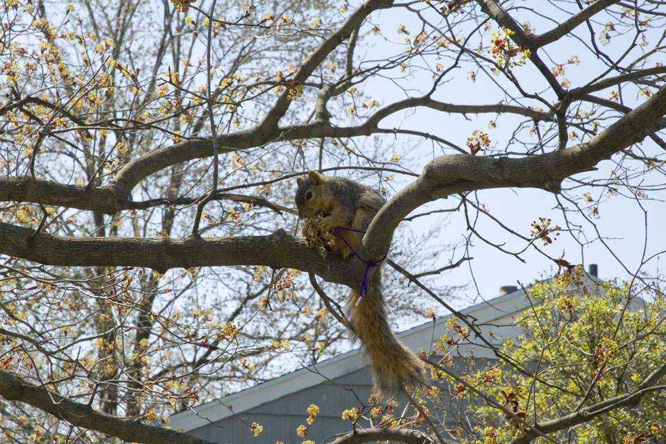Squirrel Eating Sophia's Pine Cone Bird Feeder
