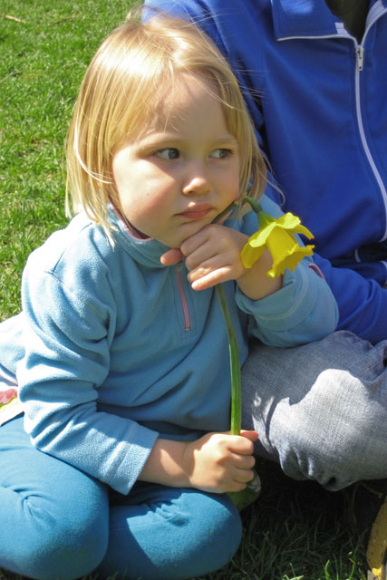 Droopy Daffodil